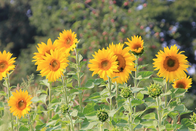 Sonnenblumenernte bei strahlendem Sonnenschein